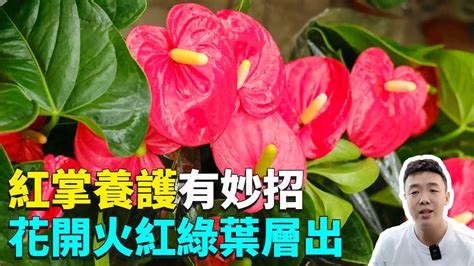 紅掌|紅掌怎麼養？牢記3個養護技巧，葉子大又綠，花開不。